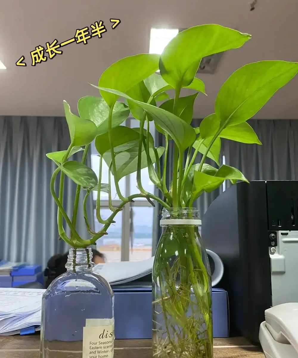 養花8年,我建議你養這10種綠植,室內不曬太陽也長得很漂亮