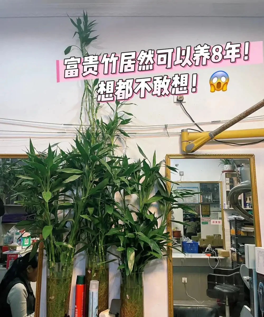 養花8年,我建議你養這10種綠植,室內不曬太陽也長得很漂亮