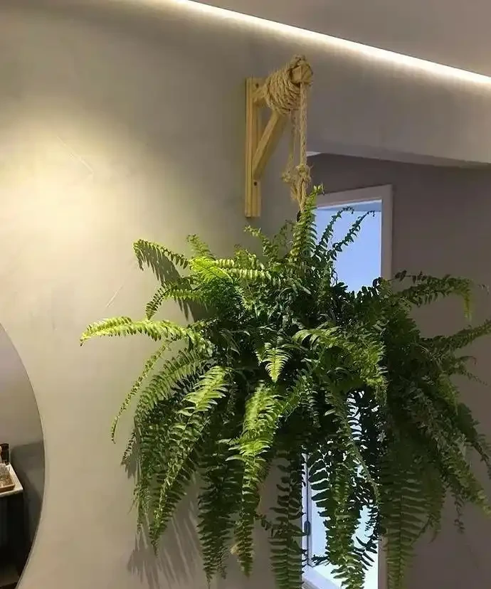 養花8年,我建議你養這10種綠植,室內不曬太陽也長得很漂亮