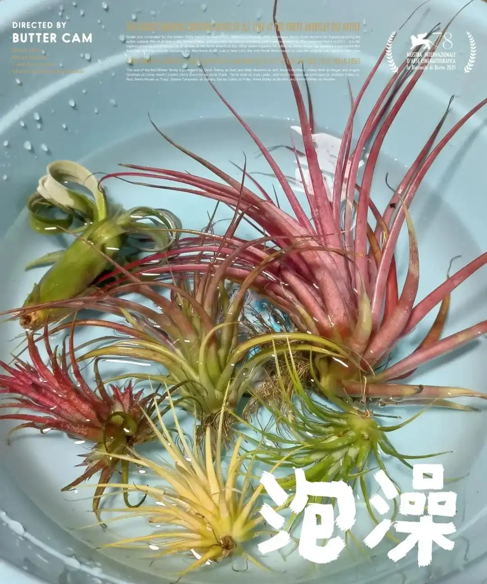 養花8年,我建議你養這10種綠植,室內不曬太陽也長得很漂亮