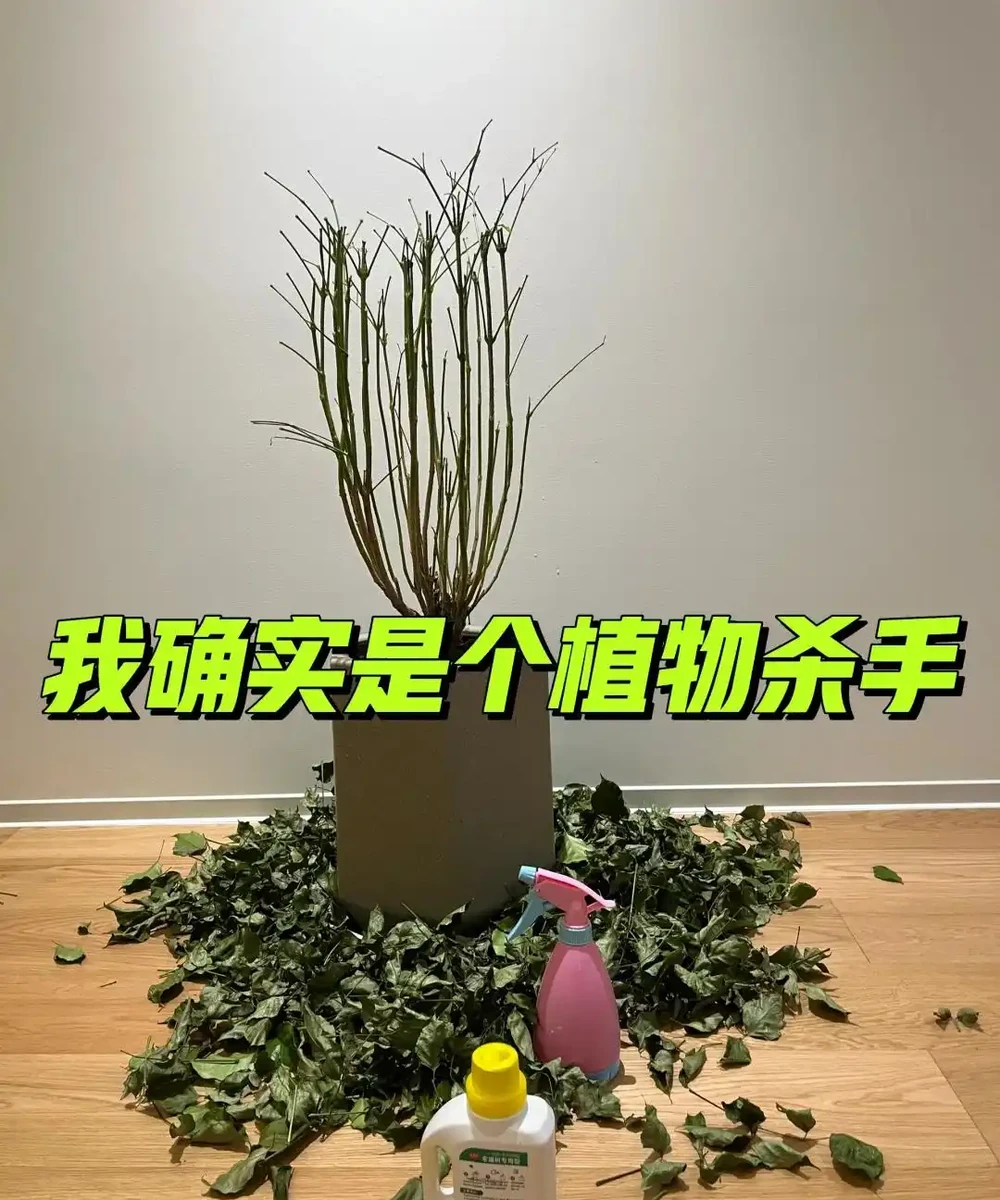 養花8年,我建議你養這10種綠植,室內不曬太陽也長得很漂亮