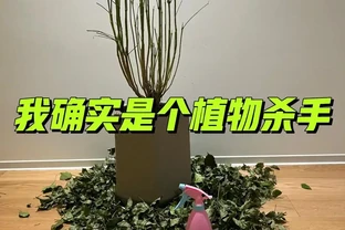 養花8年，我建議你養這10種綠植，室內不曬太陽也長得很漂亮