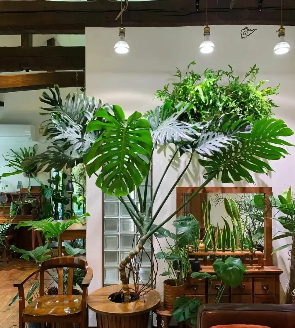 「爺爺的龜背芋,4年開了4朵花」,小夥的分享驚呆很多人:好震撼