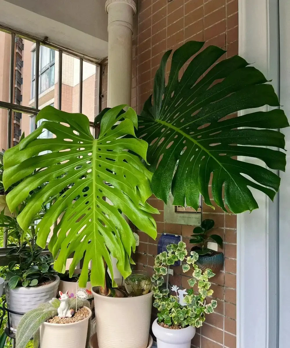 「爺爺的龜背芋,4年開了4朵花」,小夥的分享驚呆很多人:好震撼