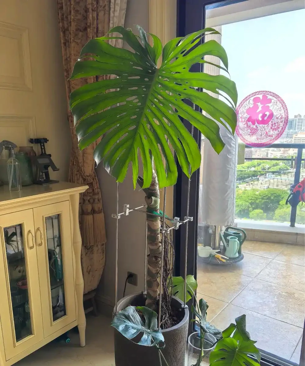 「爺爺的龜背芋,4年開了4朵花」,小夥的分享驚呆很多人:好震撼