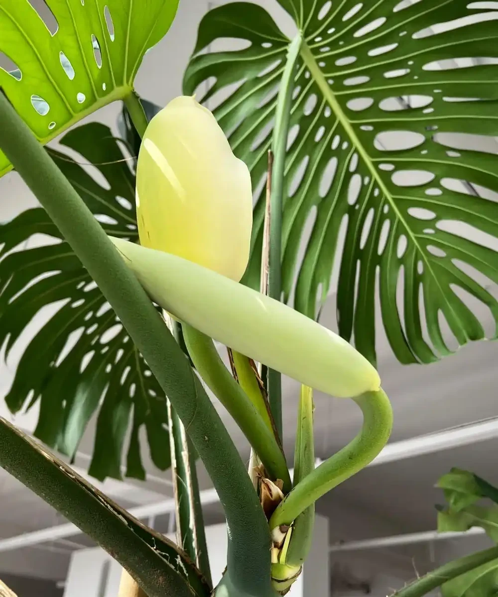 「爺爺的龜背芋,4年開了4朵花」,小夥的分享驚呆很多人:好震撼
