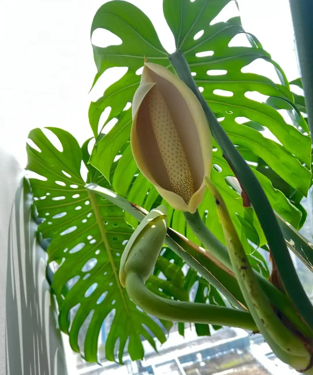 「爺爺的龜背芋,4年開了4朵花」,小夥的分享驚呆很多人:好震撼