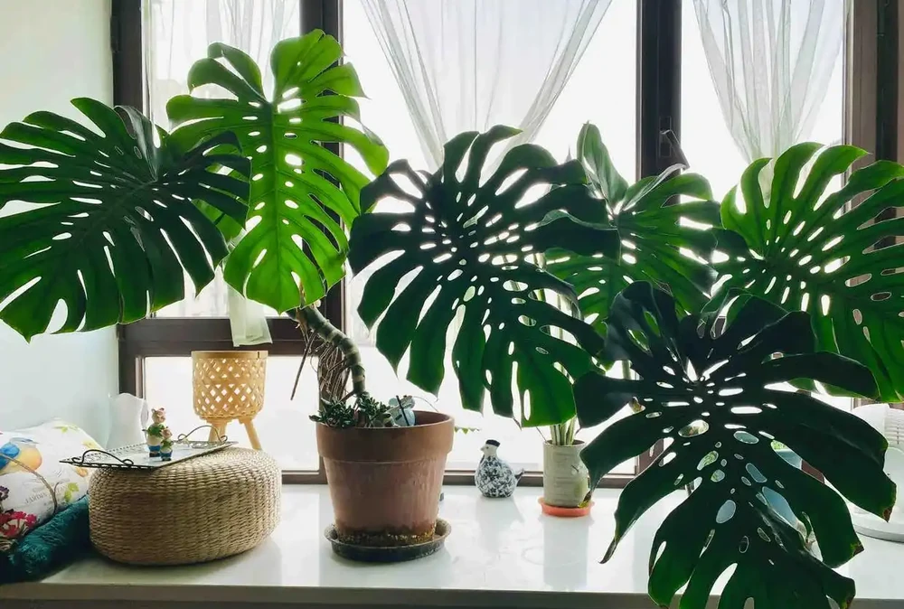 「爺爺的龜背芋,4年開了4朵花」,小夥的分享驚呆很多人:好震撼