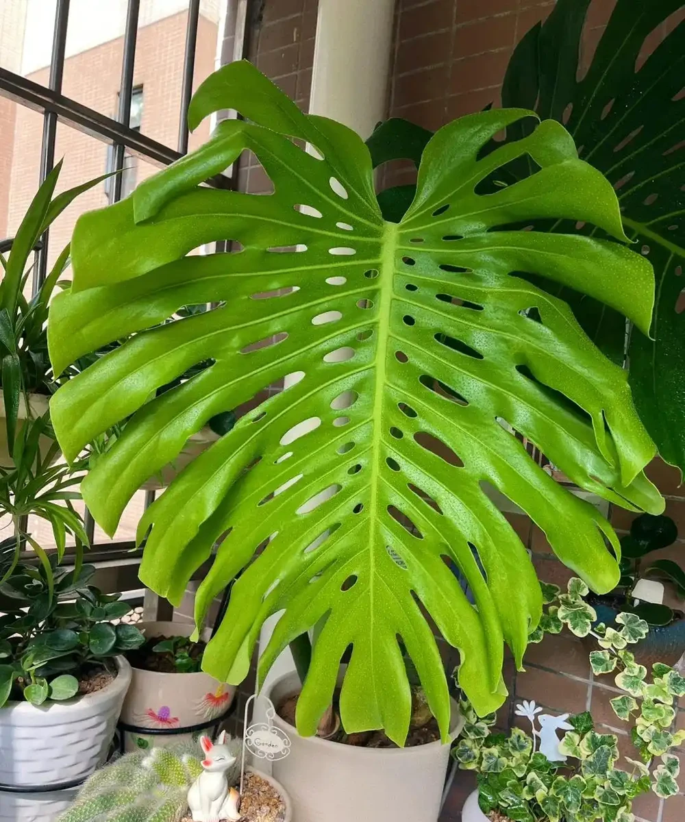「爺爺的龜背芋,4年開了4朵花」,小夥的分享驚呆很多人:好震撼