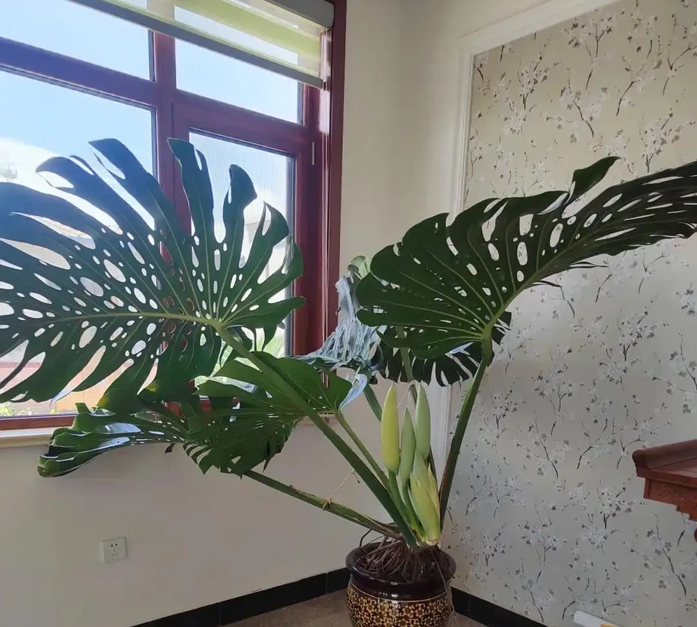 「爺爺的龜背芋,4年開了4朵花」,小夥的分享驚呆很多人:好震撼