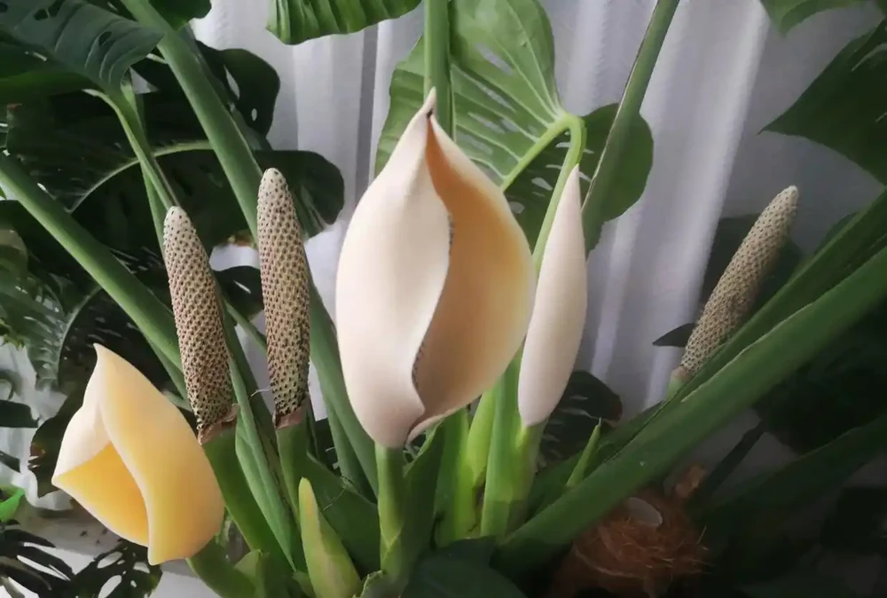 「爺爺的龜背芋,4年開了4朵花」,小夥的分享驚呆很多人:好震撼