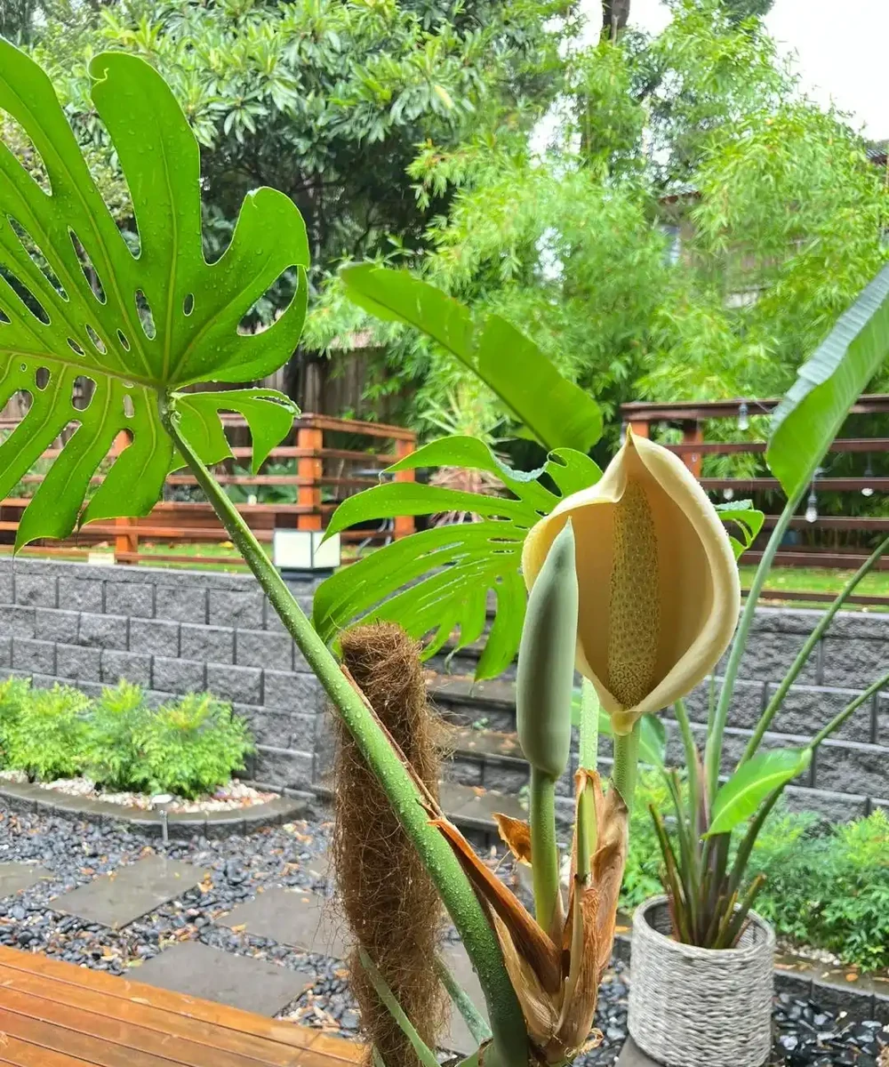 「爺爺的龜背芋,4年開了4朵花」,小夥的分享驚呆很多人:好震撼