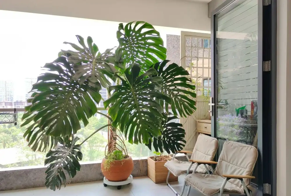 「爺爺的龜背芋,4年開了4朵花」,小夥的分享驚呆很多人:好震撼