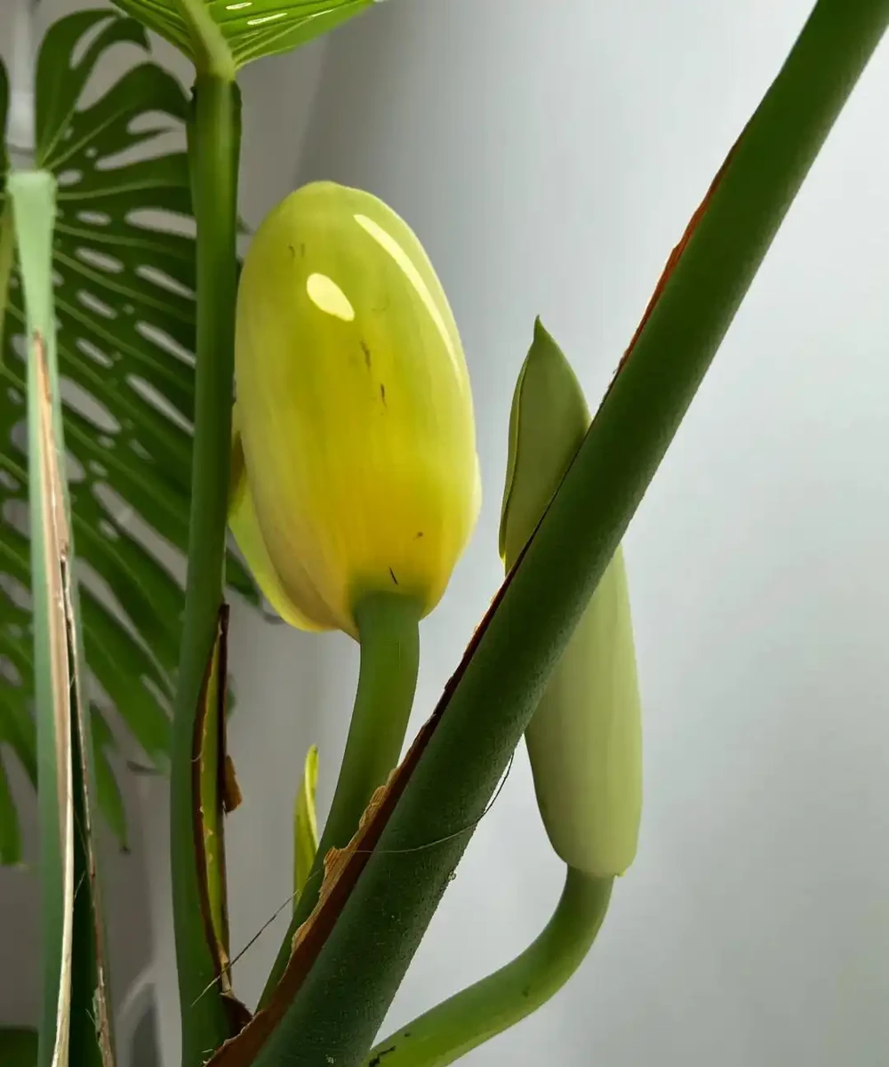 「爺爺的龜背芋,4年開了4朵花」,小夥的分享驚呆很多人:好震撼