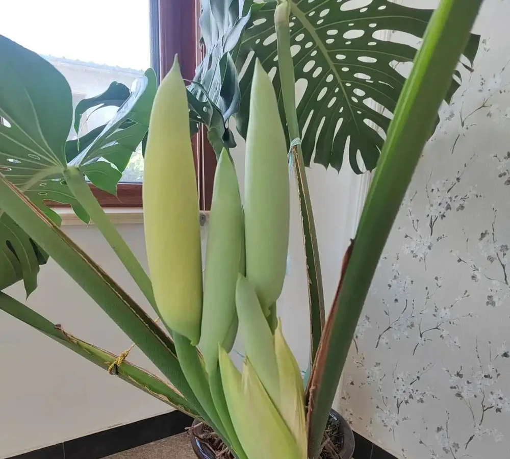 「爺爺的龜背芋,4年開了4朵花」,小夥的分享驚呆很多人:好震撼