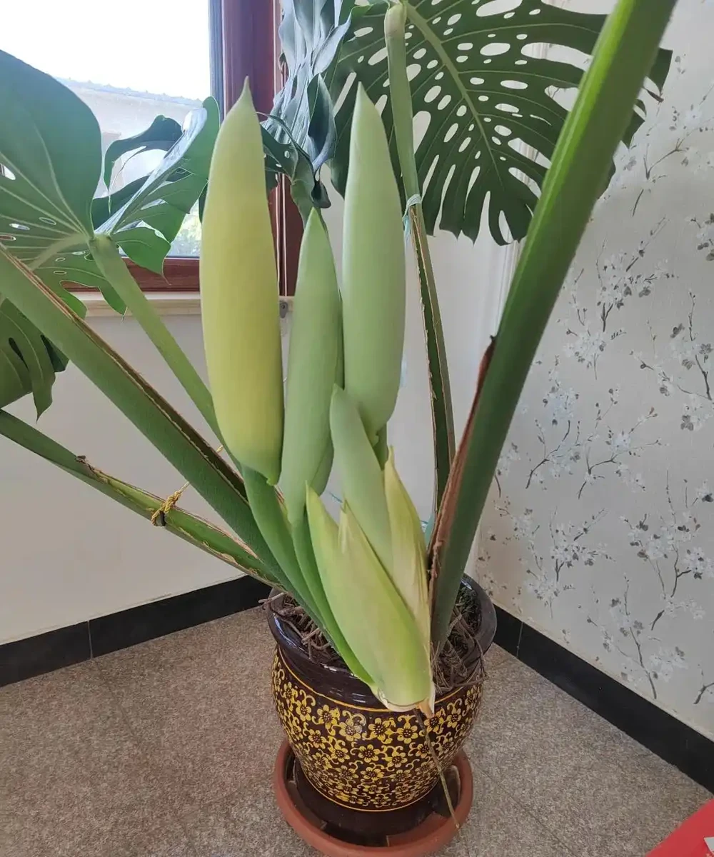 「爺爺的龜背芋,4年開了4朵花」,小夥的分享驚呆很多人:好震撼