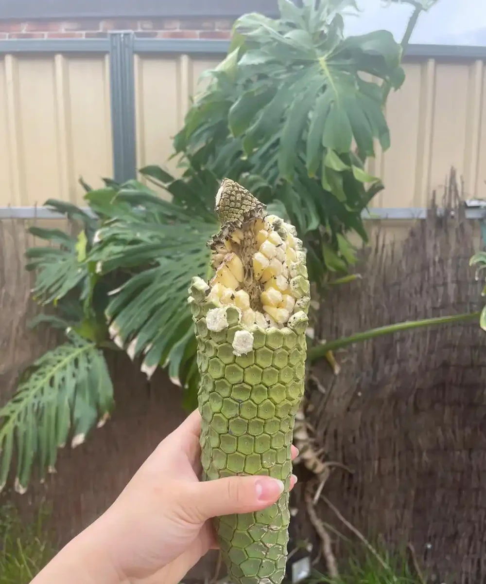 「爺爺的龜背芋,4年開了4朵花」,小夥的分享驚呆很多人:好震撼