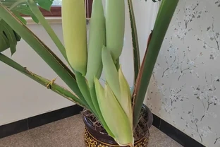 「爺爺的龜背芋，4年開了4朵花」，小夥的分享驚呆很多人：好震撼