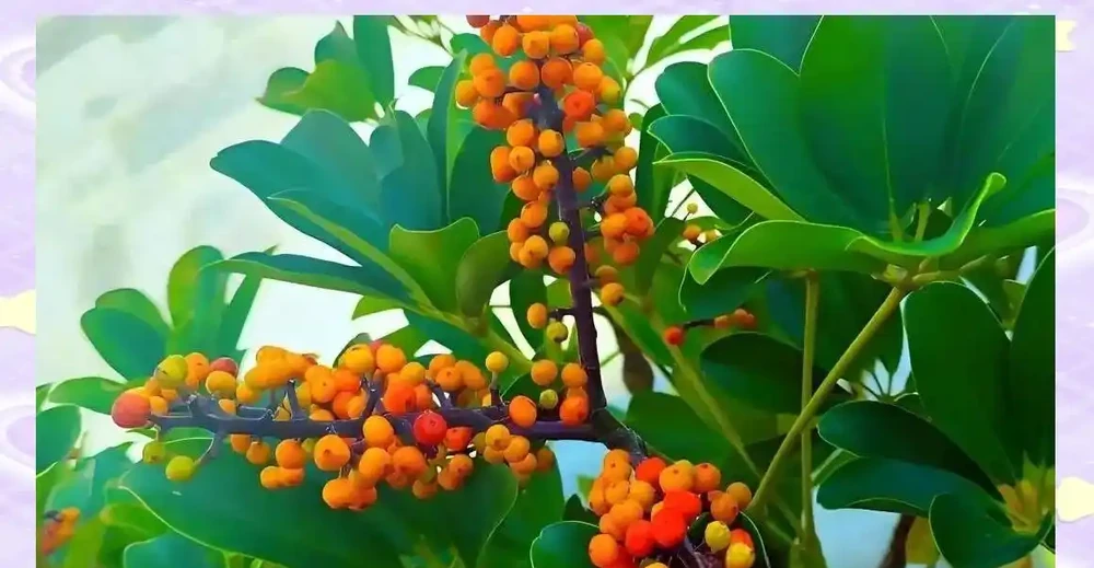 鵝掌藤的獨特魅力與多元價值解析