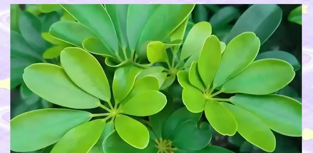 鵝掌藤的獨特魅力與多元價值解析