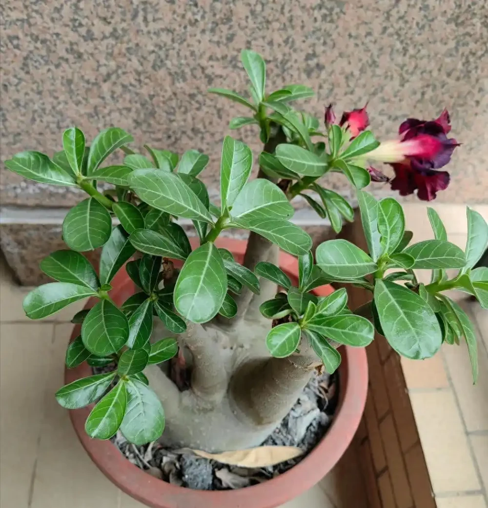 我們都被騙了，這才是沙漠玫瑰度夏的方法，多曬、控水都是胡說