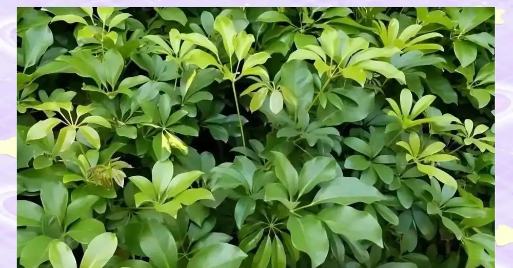 鵝掌藤的獨特魅力與多元價值解析