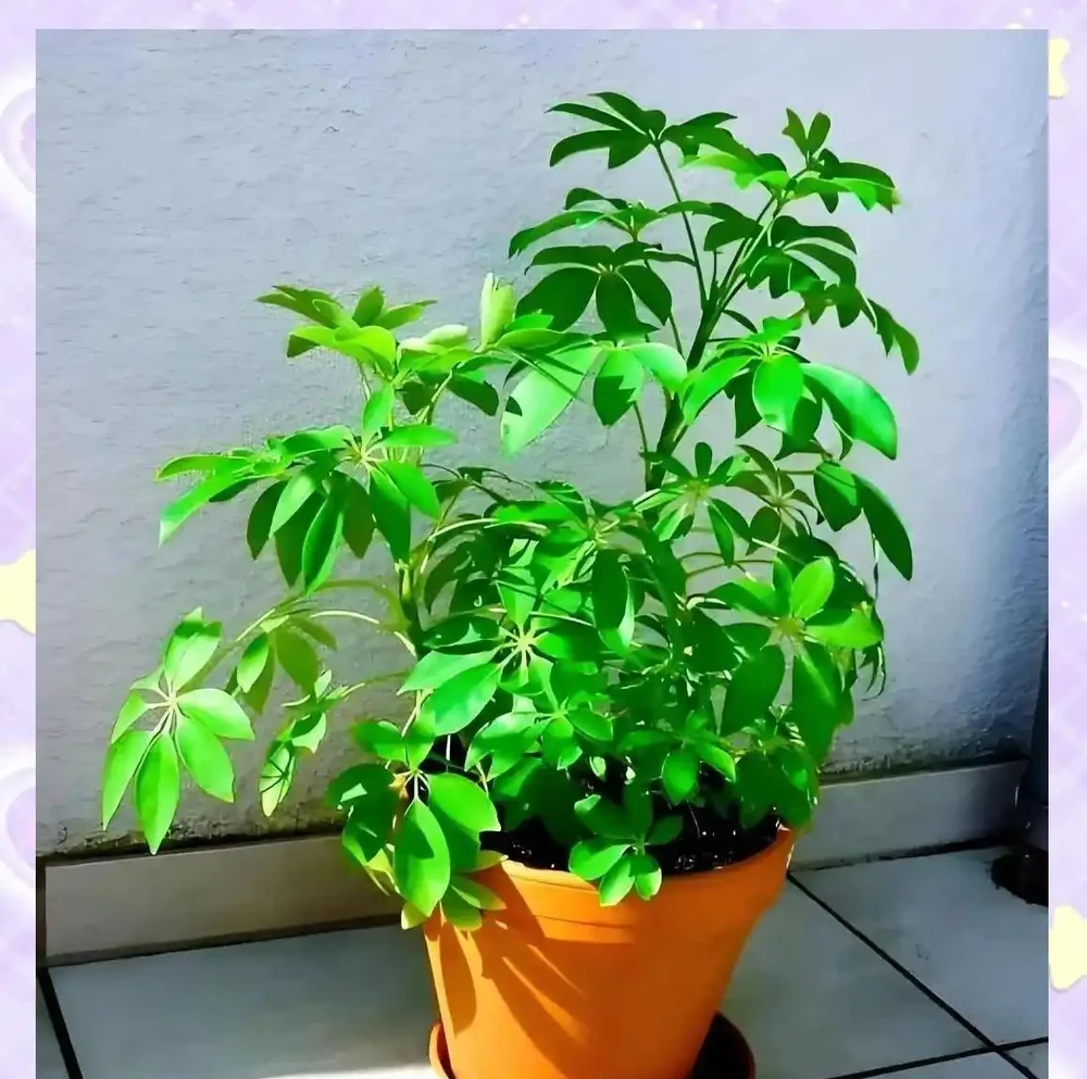 鵝掌藤的獨特魅力與多元價值解析