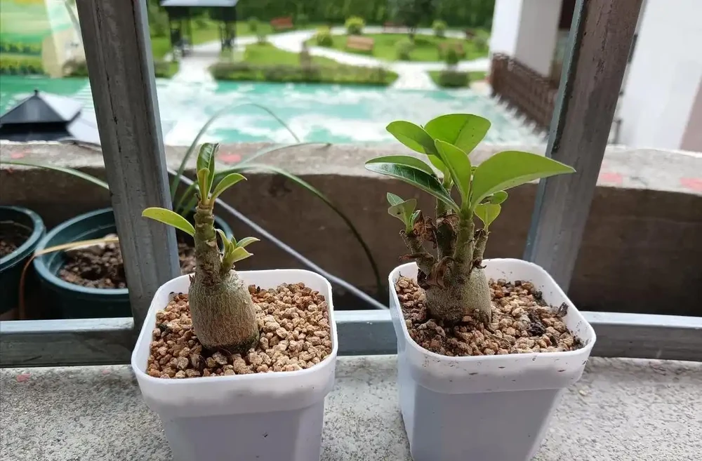我們都被騙了，這才是沙漠玫瑰度夏的方法，多曬、控水都是胡說