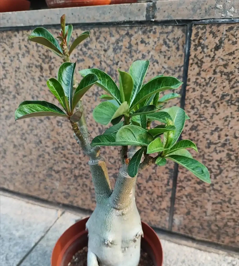 我們都被騙了，這才是沙漠玫瑰度夏的方法，多曬、控水都是胡說