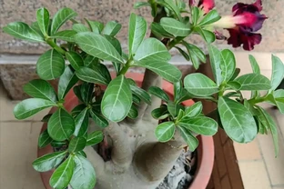 我們都被騙了，這才是沙漠玫瑰度夏的方法，多曬、控水都是胡說