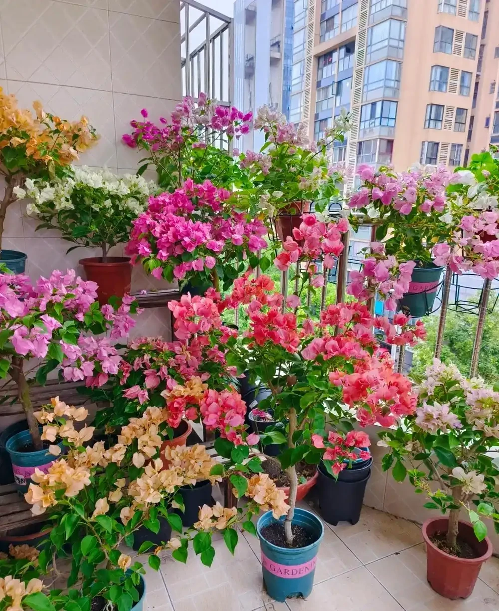 這9種花「太狠了」,陽臺養一盆,從春開到冬,一整年都不空檔