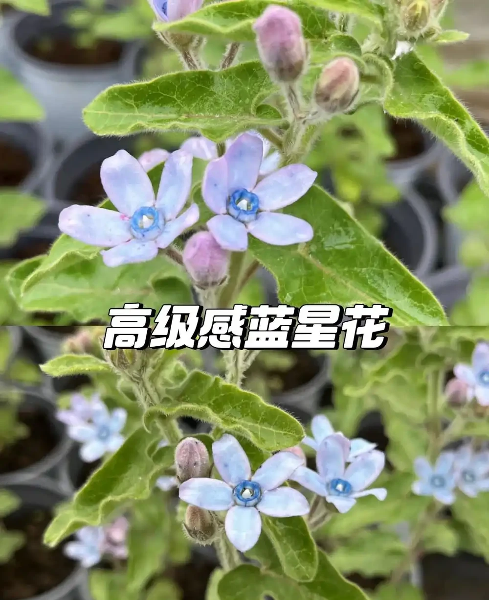 這9種花「太狠了」,陽臺養一盆,從春開到冬,一整年都不空檔