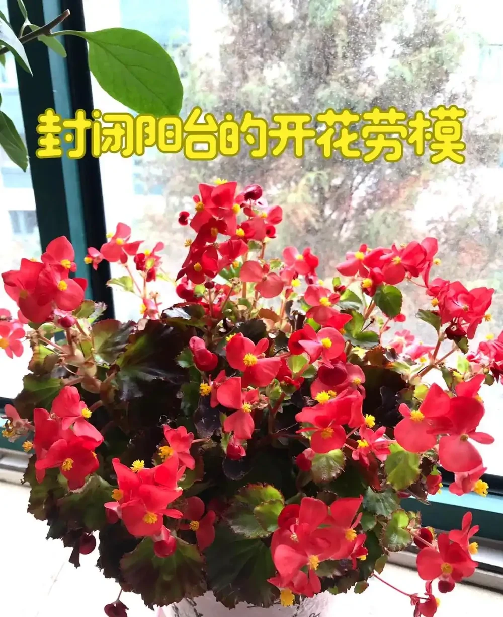 這9種花「太狠了」,陽臺養一盆,從春開到冬,一整年都不空檔
