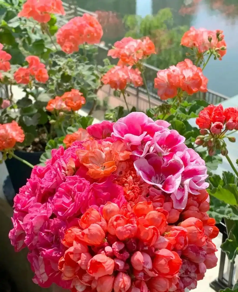 這9種花「太狠了」,陽臺養一盆,從春開到冬,一整年都不空檔