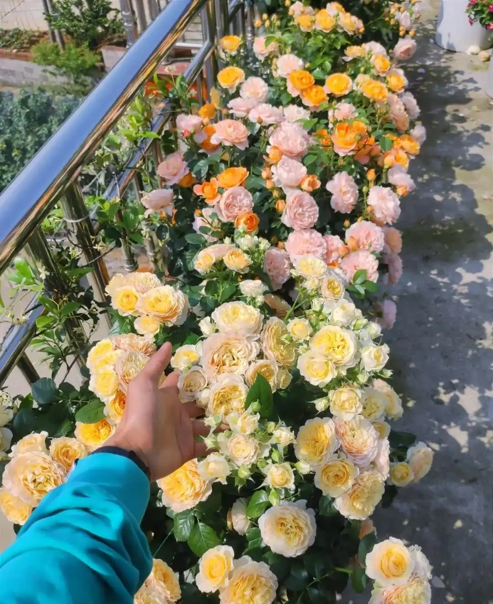這9種花「太狠了」,陽臺養一盆,從春開到冬,一整年都不空檔