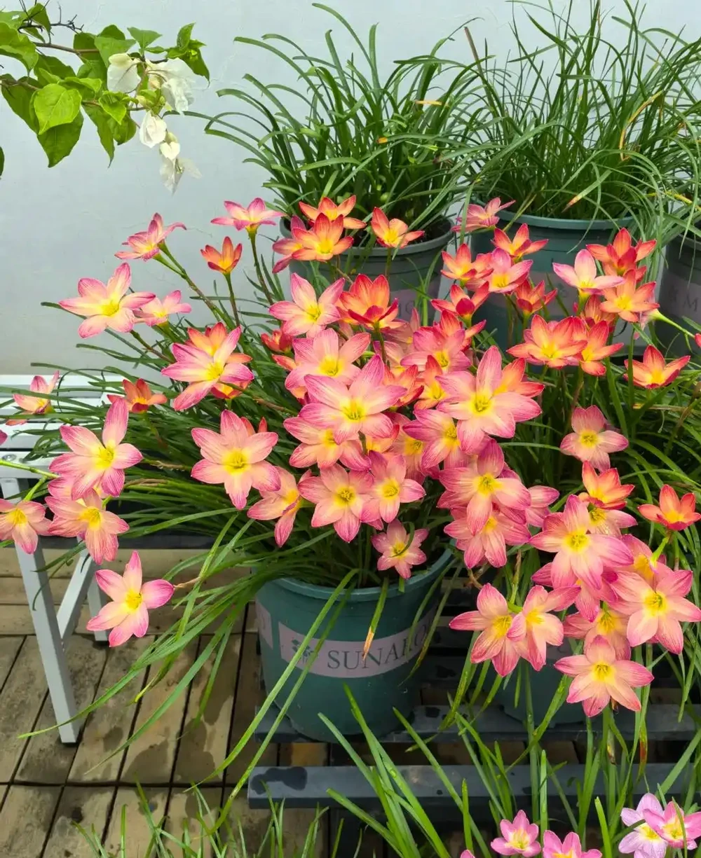 這9種花「太狠了」,陽臺養一盆,從春開到冬,一整年都不空檔