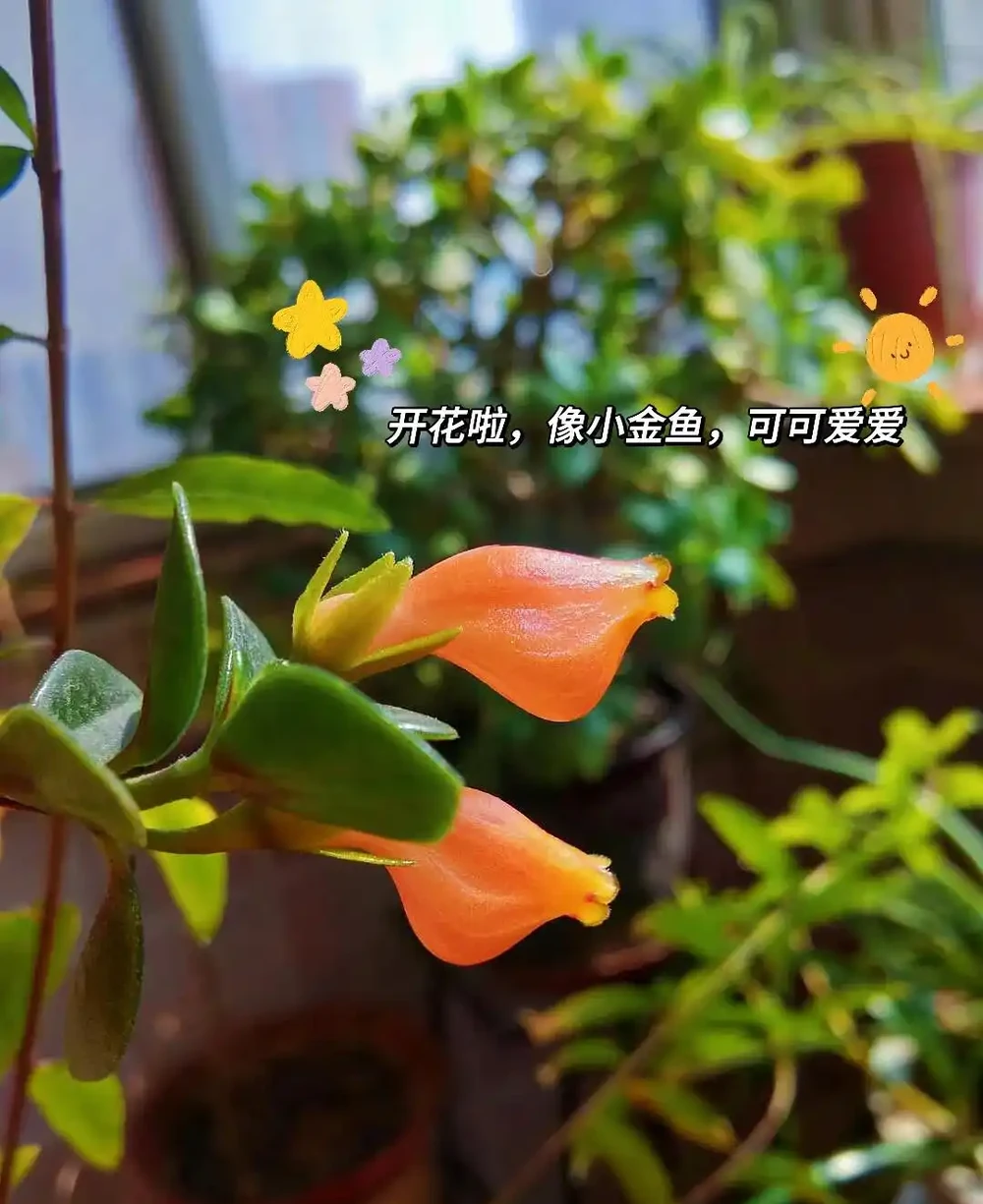 這9種花「太狠了」,陽臺養一盆,從春開到冬,一整年都不空檔