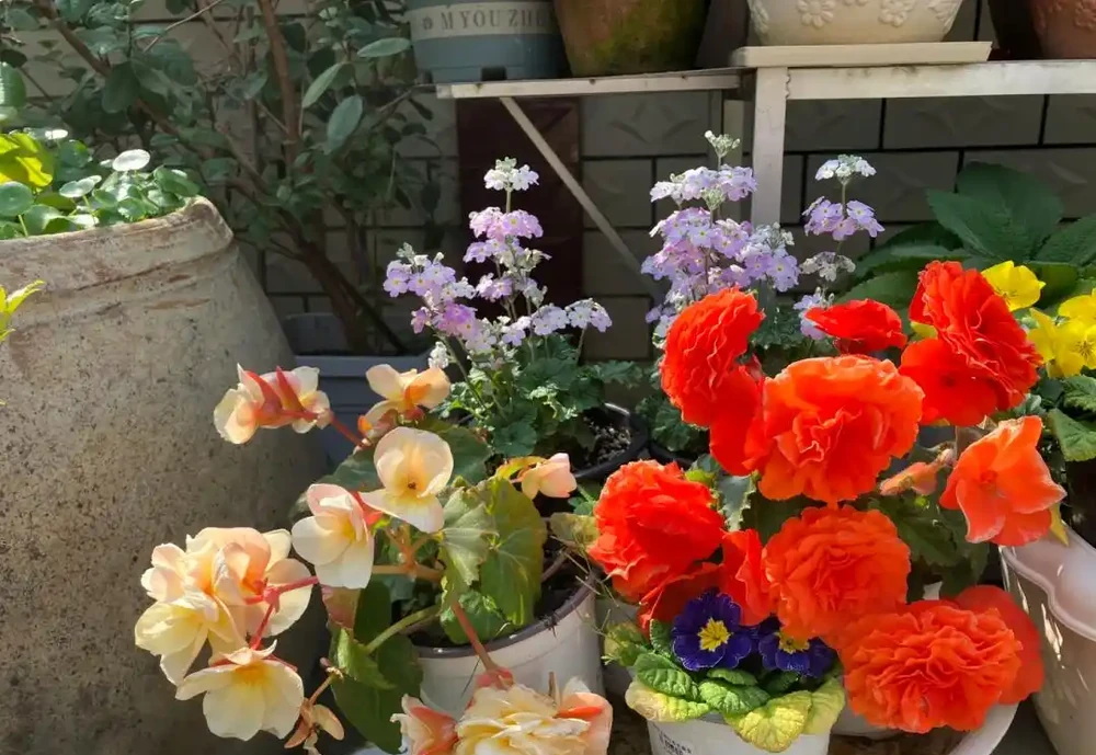 這9種花「太狠了」,陽臺養一盆,從春開到冬,一整年都不空檔