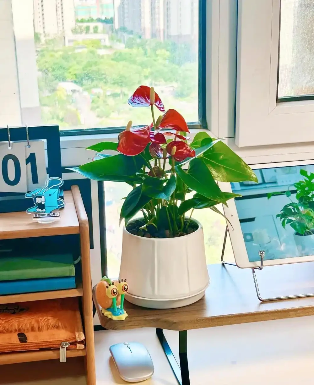 這9種花「太狠了」,陽臺養一盆,從春開到冬,一整年都不空檔