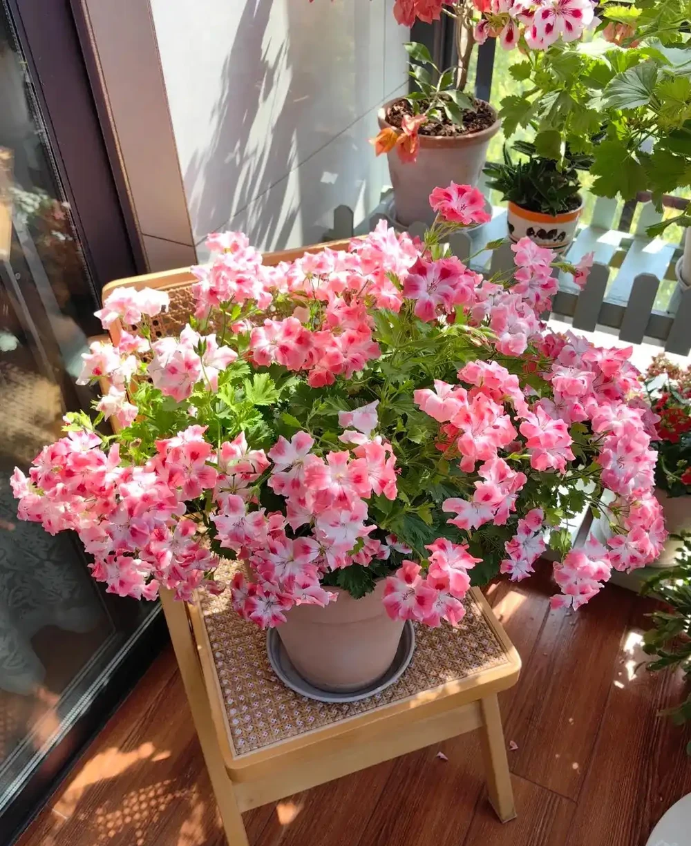 這9種花「太狠了」,陽臺養一盆,從春開到冬,一整年都不空檔