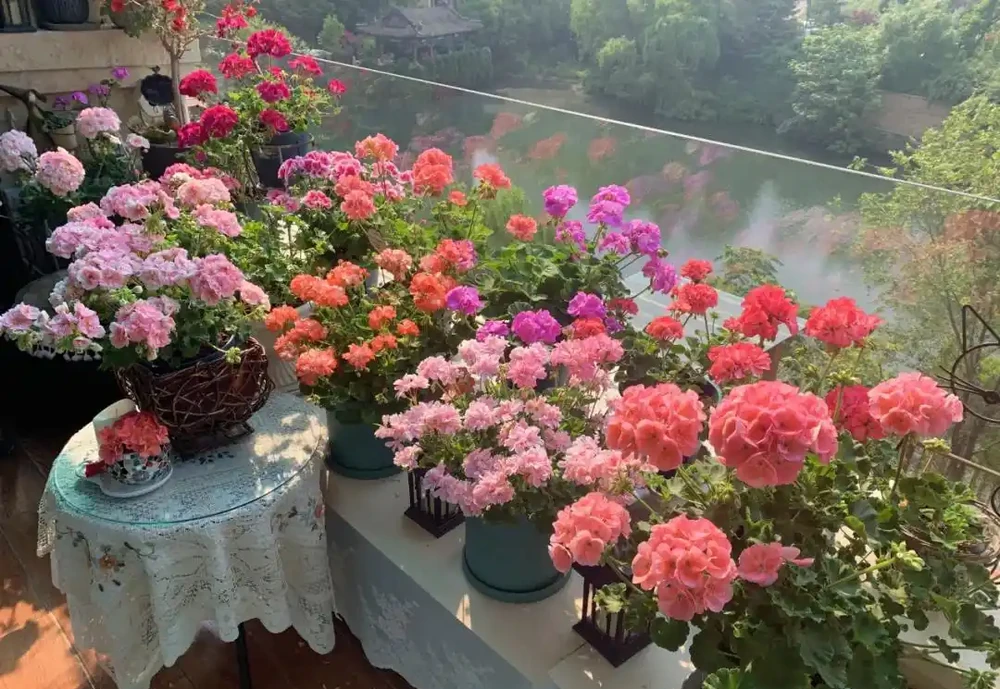 這9種花「太狠了」,陽臺養一盆,從春開到冬,一整年都不空檔