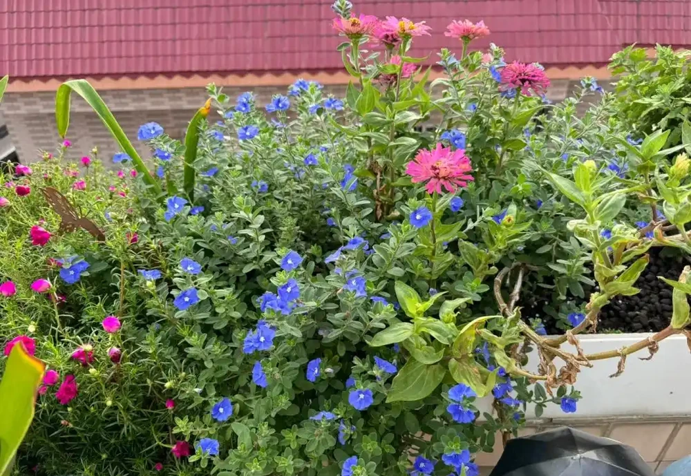 這9種花「太狠了」,陽臺養一盆,從春開到冬,一整年都不空檔