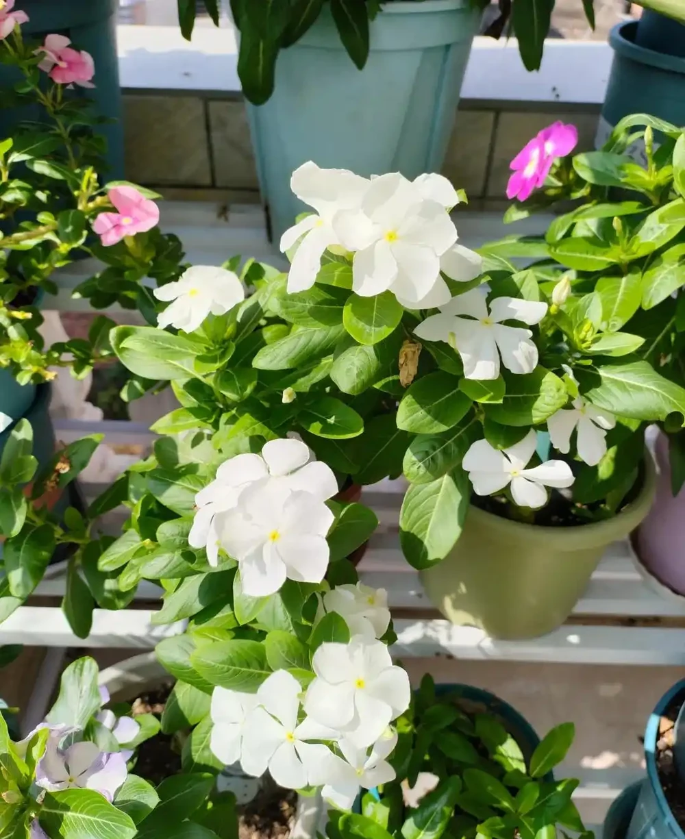 這9種花「太狠了」,陽臺養一盆,從春開到冬,一整年都不空檔
