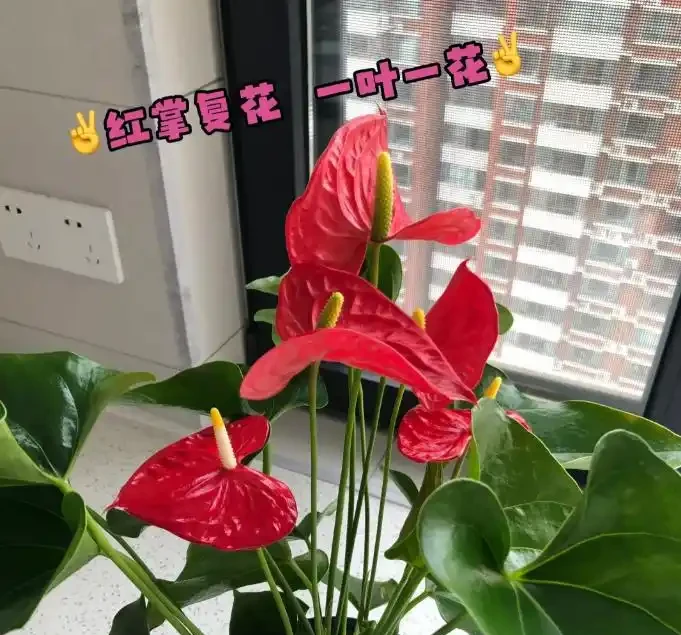這9種花「太狠了」,陽臺養一盆,從春開到冬,一整年都不空檔