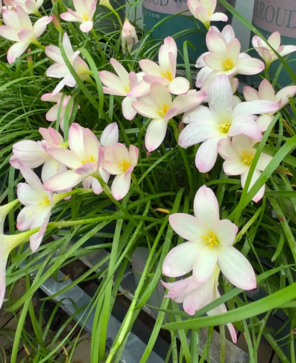 這9種花「太狠了」,陽臺養一盆,從春開到冬,一整年都不空檔