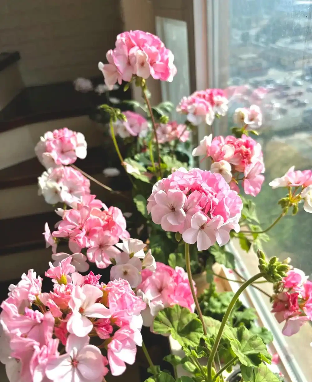 這9種花「太狠了」,陽臺養一盆,從春開到冬,一整年都不空檔