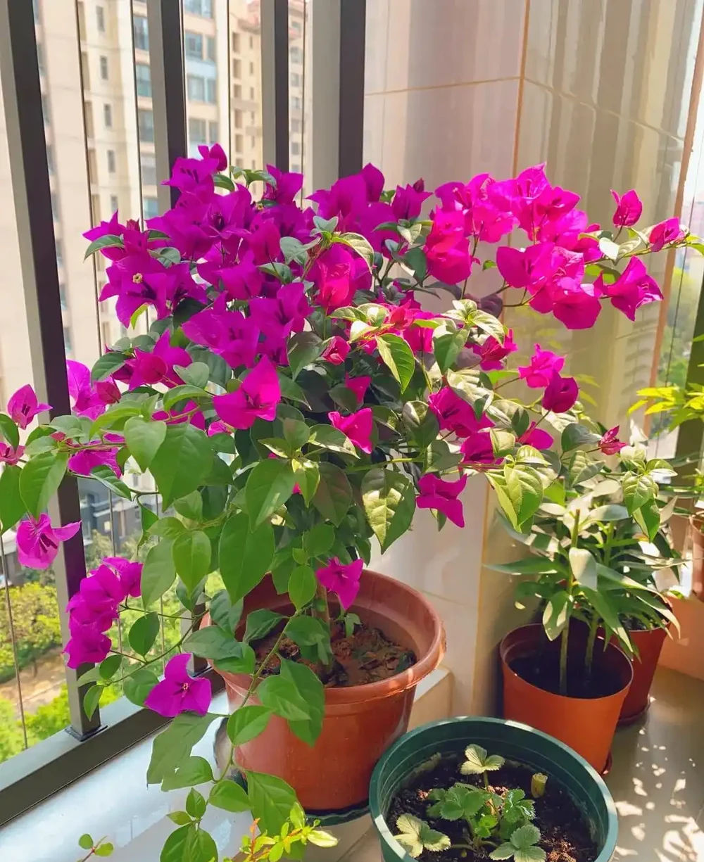 這9種花「太狠了」,陽臺養一盆,從春開到冬,一整年都不空檔