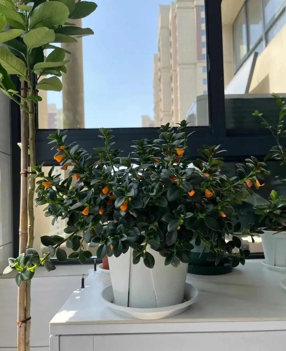 這9種花「太狠了」,陽臺養一盆,從春開到冬,一整年都不空檔