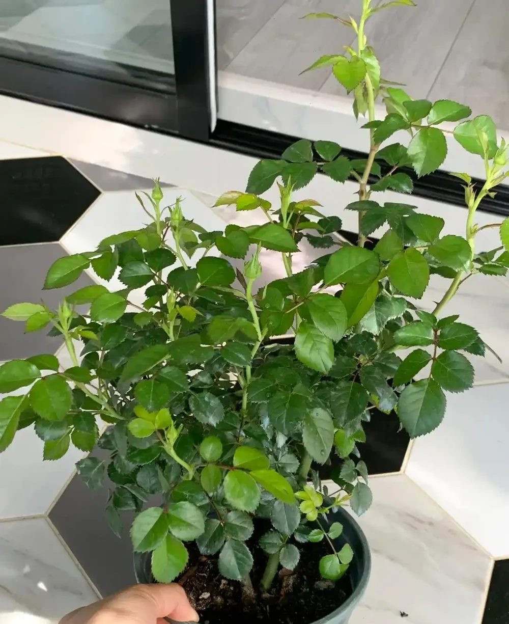 這9種花「太狠了」,陽臺養一盆,從春開到冬,一整年都不空檔