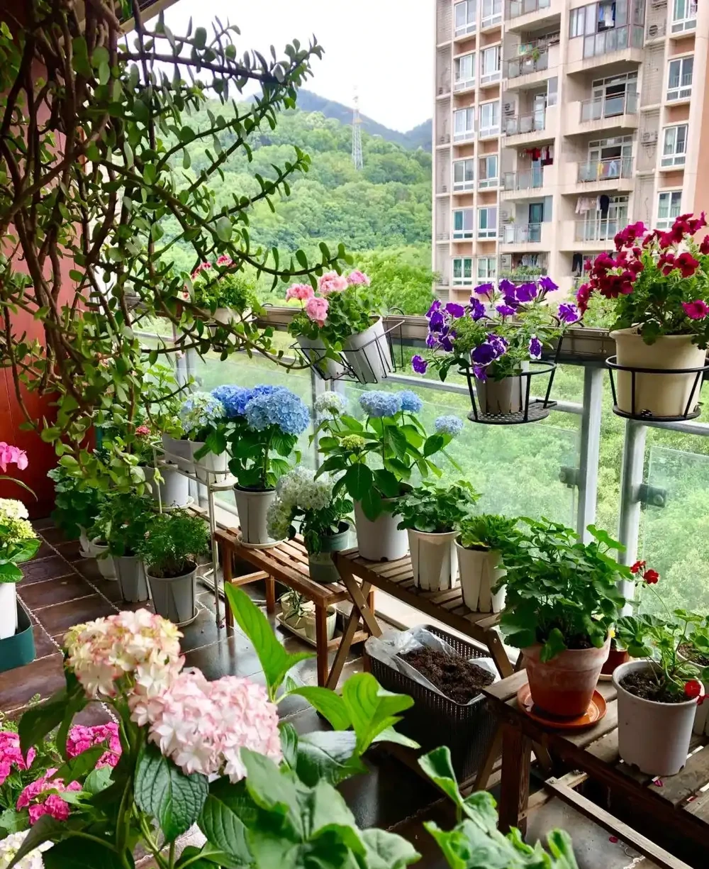 這9種花「太狠了」,陽臺養一盆,從春開到冬,一整年都不空檔